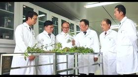 青岛啤酒爆料视频播放,揭秘背后爆笑故事