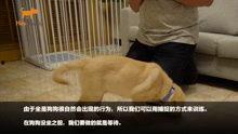 知名狗崽爆料视频,揭秘知名视频背后的惊人真相 第3张 知名狗崽爆料视频,揭秘知名视频背后的惊人真相 第3张