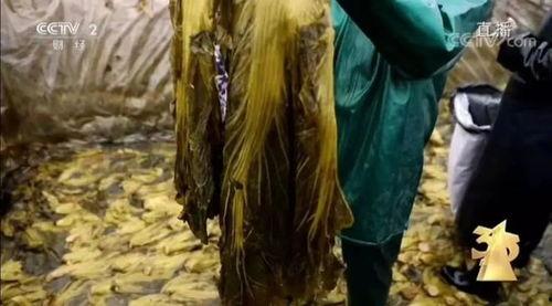 土坑酸菜爆料者是谁啊视频,爆料者身份成焦点 第2张 土坑酸菜爆料者是谁啊视频,爆料者身份成焦点 第2张