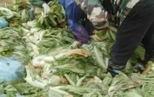 土坑酸菜爆料者是谁啊视频,爆料者身份成焦点 第3张 土坑酸菜爆料者是谁啊视频,爆料者身份成焦点 第3张