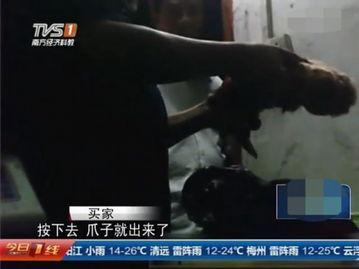 屠宰最新爆料视频播放,屠宰场内幕视频曝光，震撼揭示行业黑幕