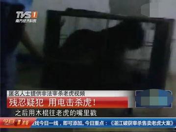 屠宰最新爆料视频播放,屠宰场内幕视频曝光,震撼揭示行业黑幕 第2张 屠宰最新爆料视频播放,屠宰场内幕视频曝光,震撼揭示行业黑幕 第2张
