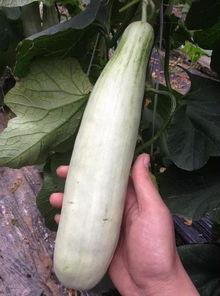 网红瓜都是谁吃的图片,揭秘网红瓜背后的神秘食客 第3张 网红瓜都是谁吃的图片,揭秘网红瓜背后的神秘食客 第3张