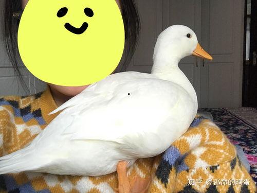 柯尔鸭吃瓜视频大全免费观看,免费观看视频大全集锦 第2张 柯尔鸭吃瓜视频大全免费观看,免费观看视频大全集锦 第2张