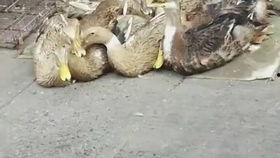 柯尔鸭吃瓜视频大全免费观看,免费观看视频大全集锦 第3张 柯尔鸭吃瓜视频大全免费观看,免费观看视频大全集锦 第3张