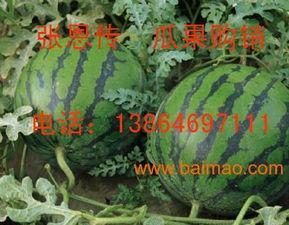 新瓜最新爆料潍坊,揭秘背后惊人真相