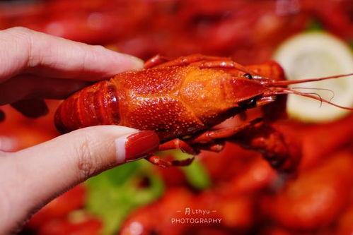 厦门龙虾爆料视频最新版,揭秘海鲜市场惊人内幕！