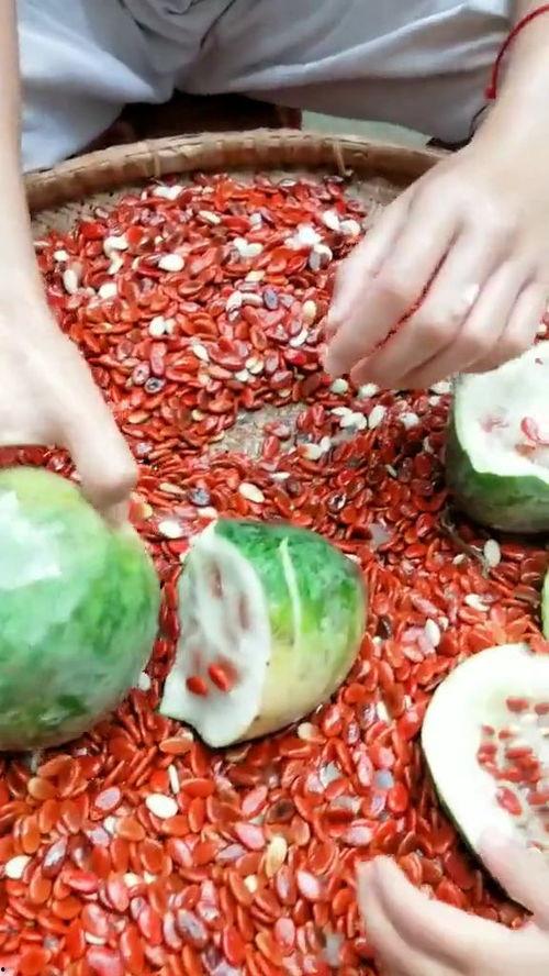 吃瓜事件网红瓜子,吃瓜事件背后的爆红之路