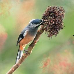 爆料白色画眉鸟视频,罕见珍禽的神秘面纱