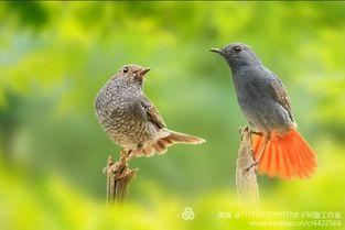 爆料白色画眉鸟视频,罕见珍禽的神秘面纱  第2张