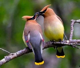 爆料白色画眉鸟视频,罕见珍禽的神秘面纱  第3张