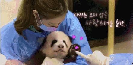 爆料熊猫事件视频播放在线观看