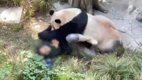 爆料熊猫事件视频播放在线观看  第2张