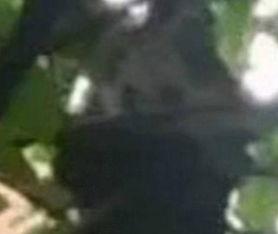 爆料熊猫事件视频播放在线观看  第3张