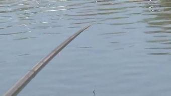 新瓜最新爆料钓鱼视频大全,钓鱼视频大全深度解析