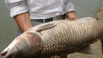 新瓜最新爆料钓鱼视频大全,钓鱼视频大全深度解析  第2张