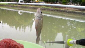 新瓜最新爆料钓鱼视频大全,钓鱼视频大全深度解析  第3张