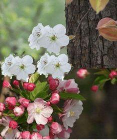 一树梨花压海棠电影在线观看,穿越时空的浪漫邂逅  第2张