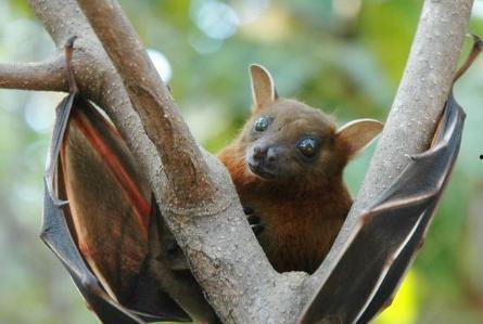 蝙蝠韩国手机在线观看,神秘悬疑，惊悚来袭