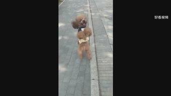 爆料娱乐小哥视频播放,揭秘热门视频背后的幕后故事  第2张