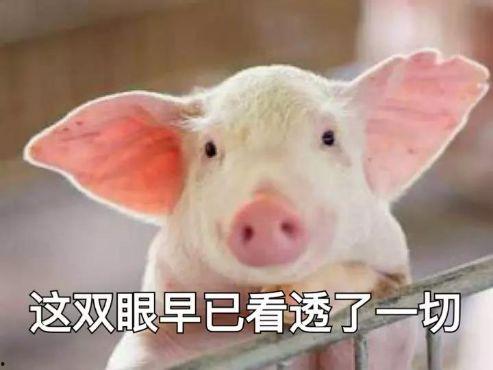 养猪导演爆料视频播放大全,视频播放大全背后的故事与真相