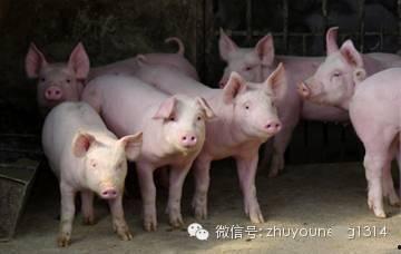 养猪导演爆料视频播放大全,视频播放大全背后的故事与真相  第2张