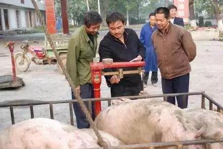 养猪导演爆料视频播放大全,视频播放大全背后的故事与真相  第3张