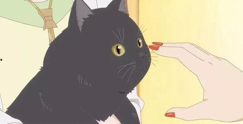 她和她的猫在线观看,一场人与猫的温馨互动之旅  第3张