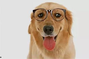 新闻爆料狗吃快餐,宠物饮食安全引深思 第2张 新闻爆料狗吃快餐,宠物饮食安全引深思 第2张