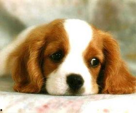 新闻爆料狗吃快餐,宠物饮食安全引深思 第3张 新闻爆料狗吃快餐,宠物饮食安全引深思 第3张