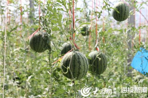 汾阳吃瓜爆料新闻视频,揭秘当地热点事件背后的真相  第2张