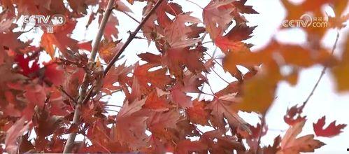 秋叶  在线观看,一场视觉与情感的盛宴