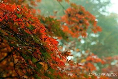 秋叶  在线观看,一场视觉与情感的盛宴 第2张