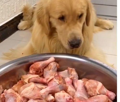 宠物博主爆料视频大全集,萌宠日常大揭秘