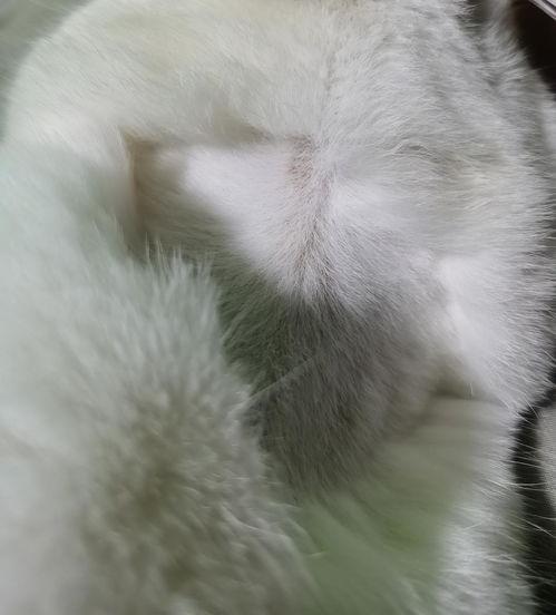 宠物博主爆料视频大全集,萌宠日常大揭秘  第3张