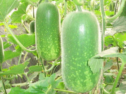 最新免费吃瓜网站大全,揭秘热门平台，畅享娱乐盛宴