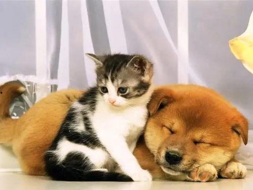 猫和狗的爆料视频大全集,趣味视频全集精彩呈现