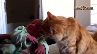 猫和狗的爆料视频大全集,趣味视频全集精彩呈现  第2张