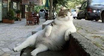 猫和狗的爆料视频大全集,趣味视频全集精彩呈现  第3张