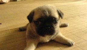 巴哥全新爆料视频大全,揭秘幕后真相与精彩瞬间  第2张