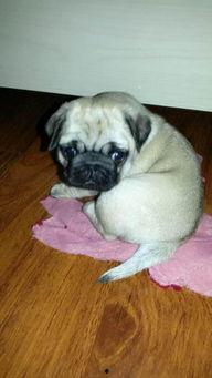 巴哥全新爆料视频大全,揭秘幕后真相与精彩瞬间  第3张